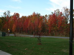 Fall Colors in North Point State Park in Maryland