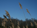 Reeds in the Marshlands