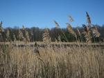 Reeds in the Marshlands