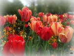 Tulips