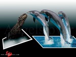 Dolphins Meet Crocodile