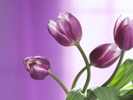 Tulips in Lavender