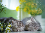 April Cat Calendar