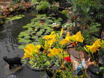 Flowers, yellow day lilies,pond