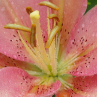 Pink, daylilie,Brownishgreen