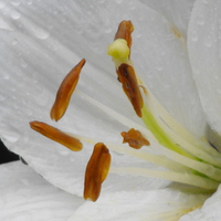 white daylilie, white on white,