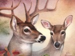 Stag and Doe