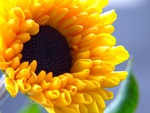 ~Beautiful~HD~Summer Sun Flower~