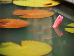 Lilypads