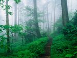 Appalachian Trail Along Foggy Ridge, Smoky Mountains, Tennessee