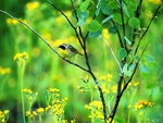 Common Yellowthroat, Sauvie Island