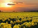 Field of Daffodils