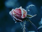 Rose Cold