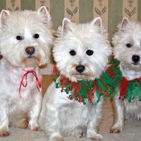 Triplets Are More Fun!