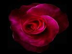 Red Fractal Rose