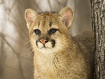 Cougar_Cub