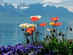 Flowers Lake, Montreux
