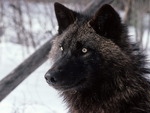 tundra-wolf