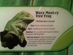 Wavy Monkey Tree Frog