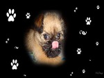 Brussels Griffon 