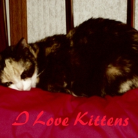 I Love Kittens