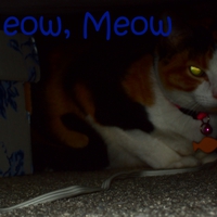 Meow, Meow