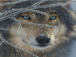 blue ice wolf