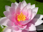  waterlily