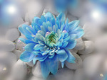 beautiful blue flower