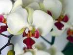 Beautiful Orchid   free wallpaper desktop . jpg