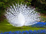 White Peacock