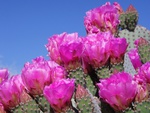 Beavertail Cactus