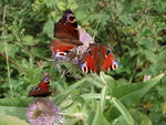 Peacock Butterflies