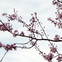 Cherry Blossoms