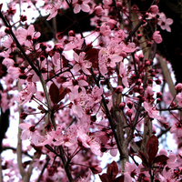 Cherry Blossoms 2