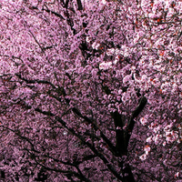 Cherry Blossoms 3