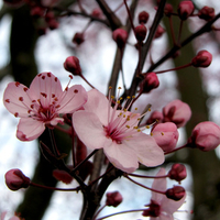 Cherry Blossoms 4