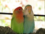 Lovebirds in love