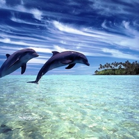 Beautiful Dolphins