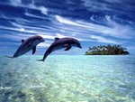 Beautiful Dolphins