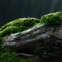 Algae on the trunk of a tree