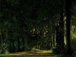 FOREST PATH IN EVENING SUN