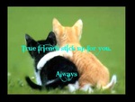True Friends