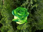 Green Rose
