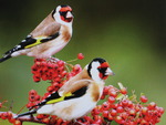 Birds eating berries