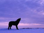 Twilight Howl Of The Black Wolf