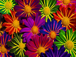 Colorful Flowers