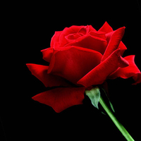 Red Flower in the Dark