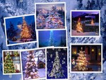 Christmas Trees Aglow