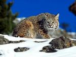 Bobcat 
